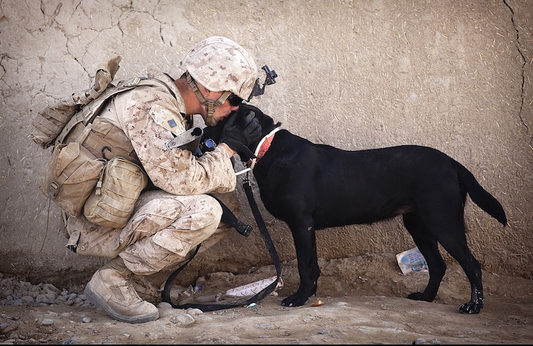 Soldier Dog Hug Kindness